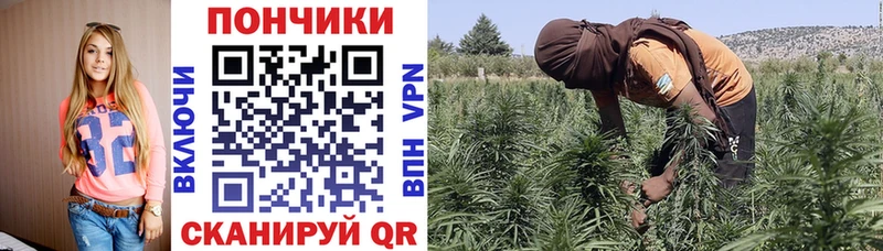 Шишки марихуана Bruce Banner  Купить закладки  Котельниково 